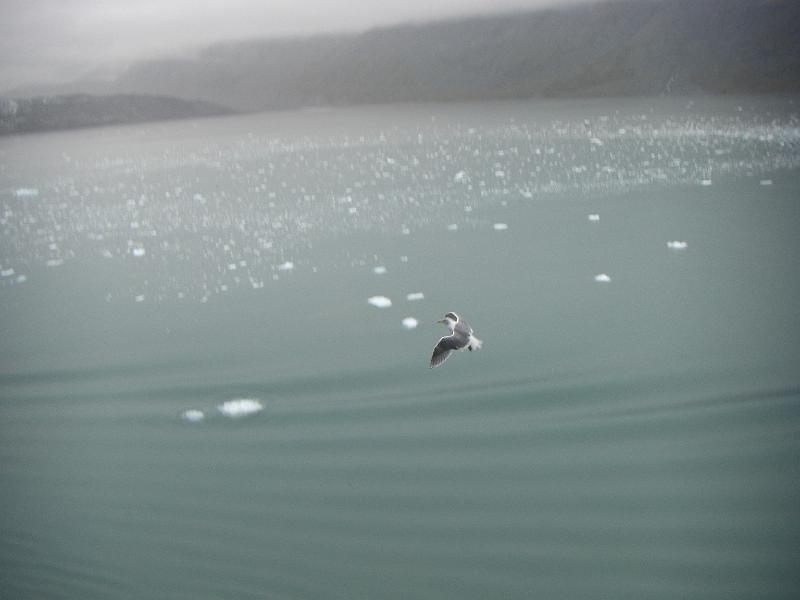 CIMG0711.JPG - Throwing food to the sea gulls