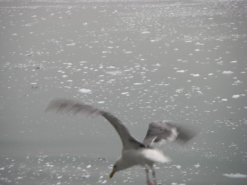 CIMG0713.JPG - Sea Gull