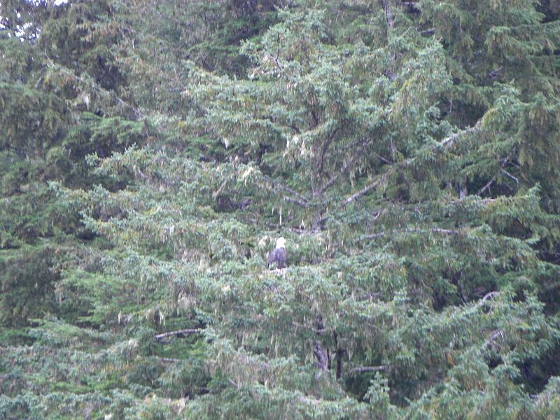 CIMG0755.JPG - Bald Eagle