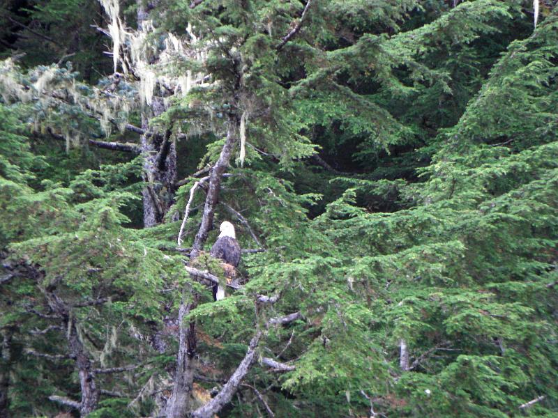 CIMG0756.JPG - Better shot of Bald Eagle