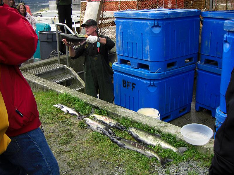 CIMG0767.JPG - Here are some of the salmon that made it to the top. They are harvested for the eggs